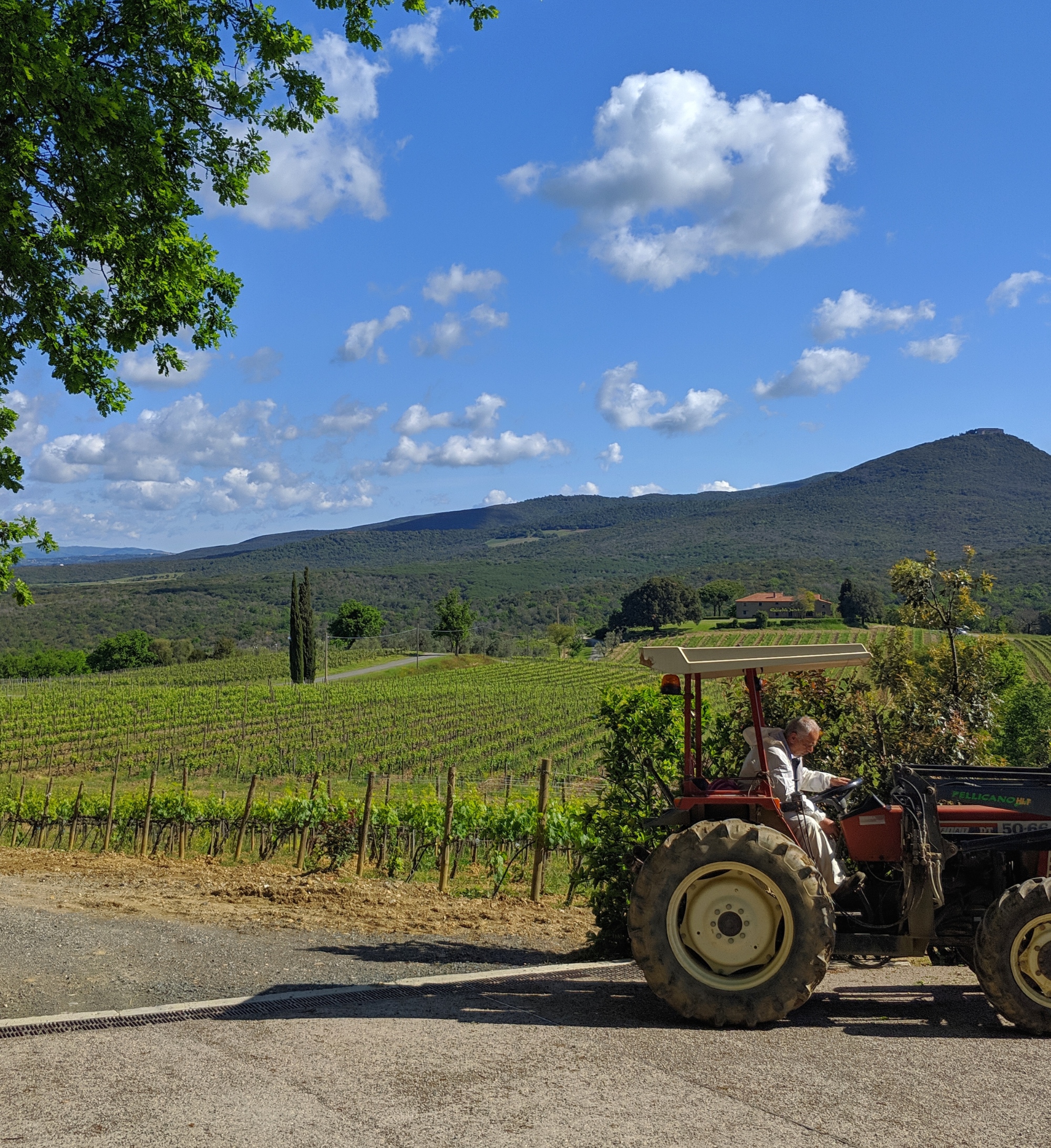 Bolgheri and Castagneto Carducci vineyards