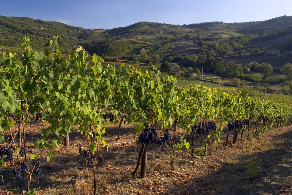 Vigneti in Toscana