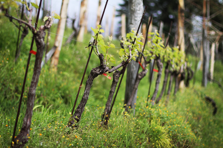 Vineyard in Massa, Tuscany