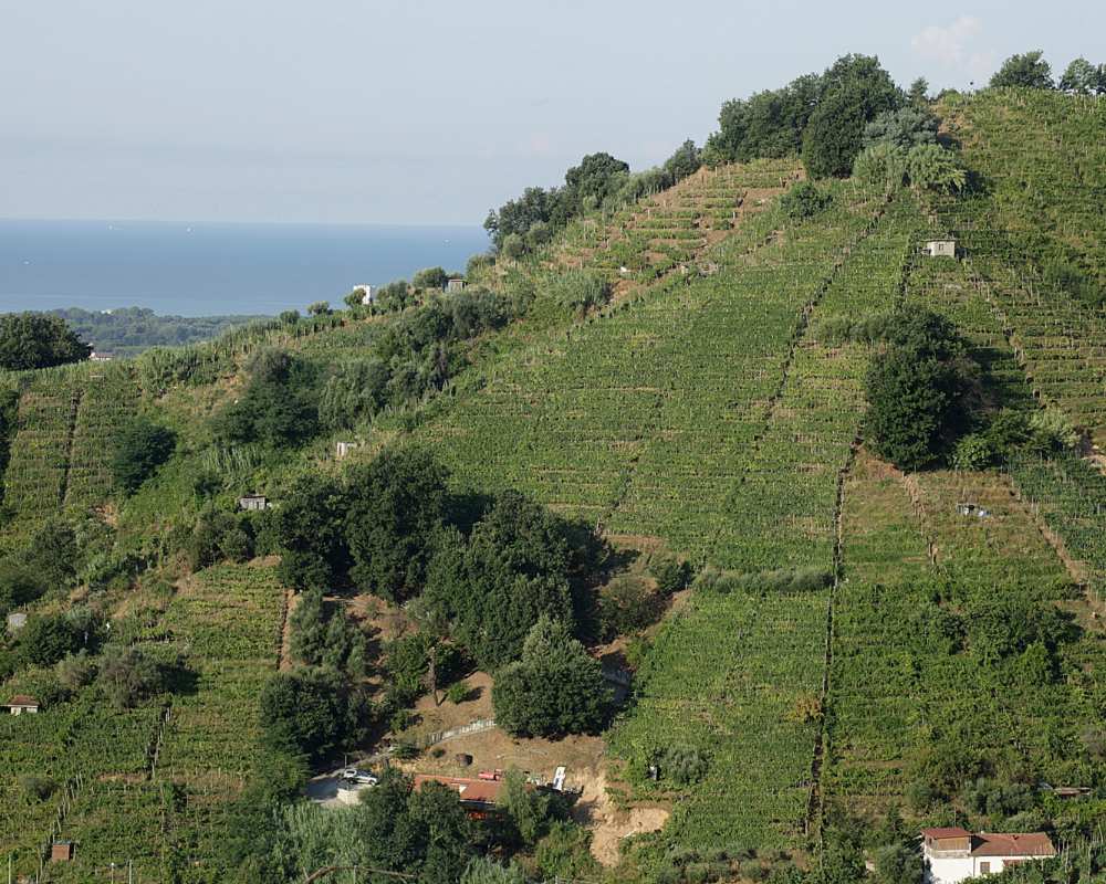 Vignobles de la région de la Lunigiana