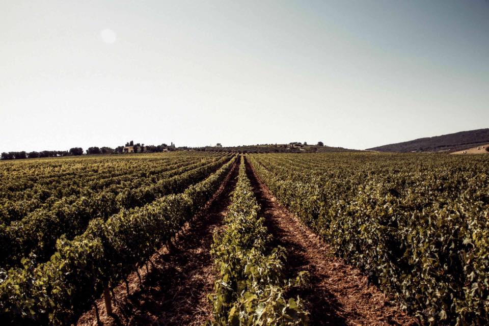 Vigneti della campagna maremmana