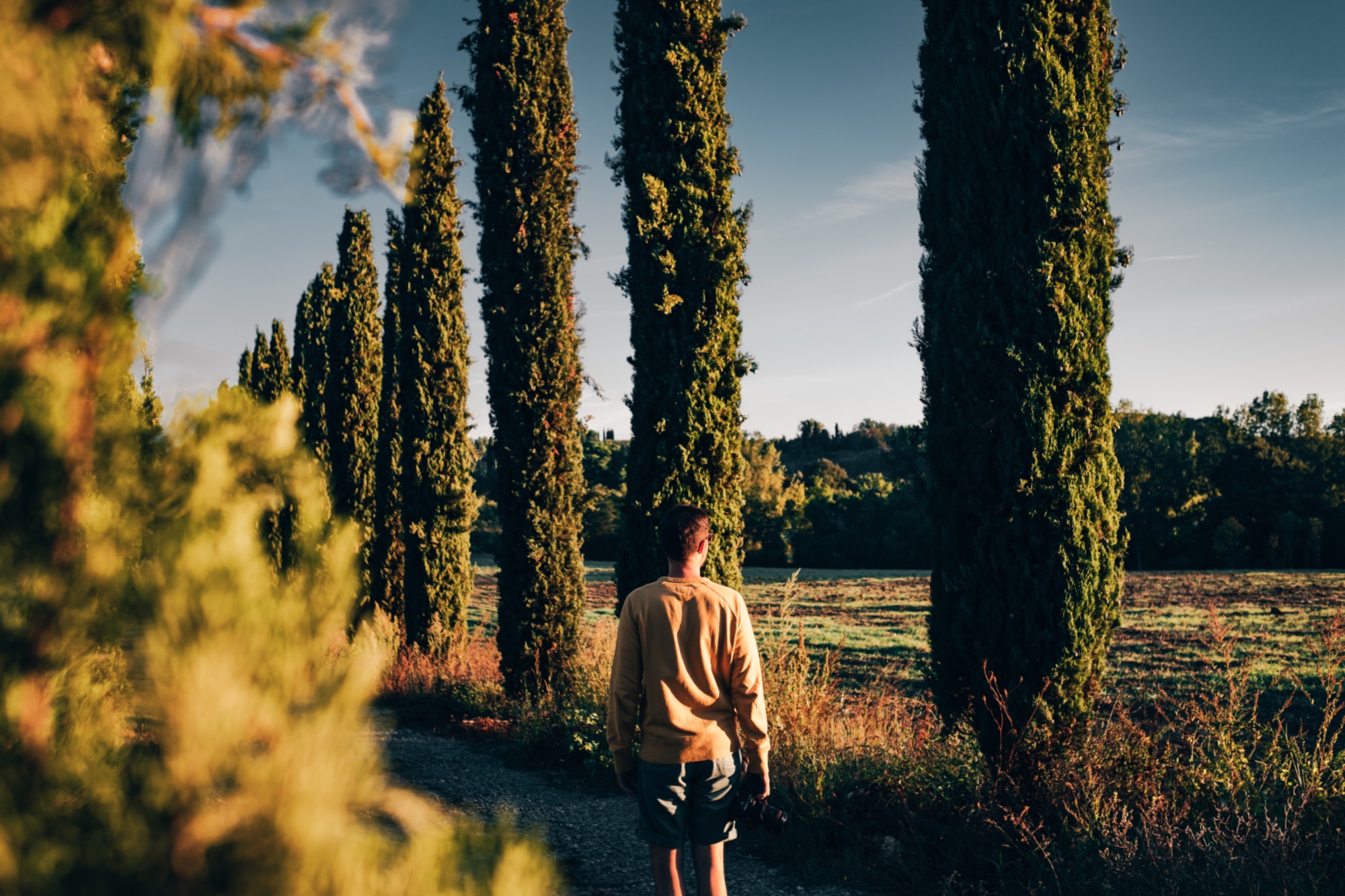 Among the cypresses