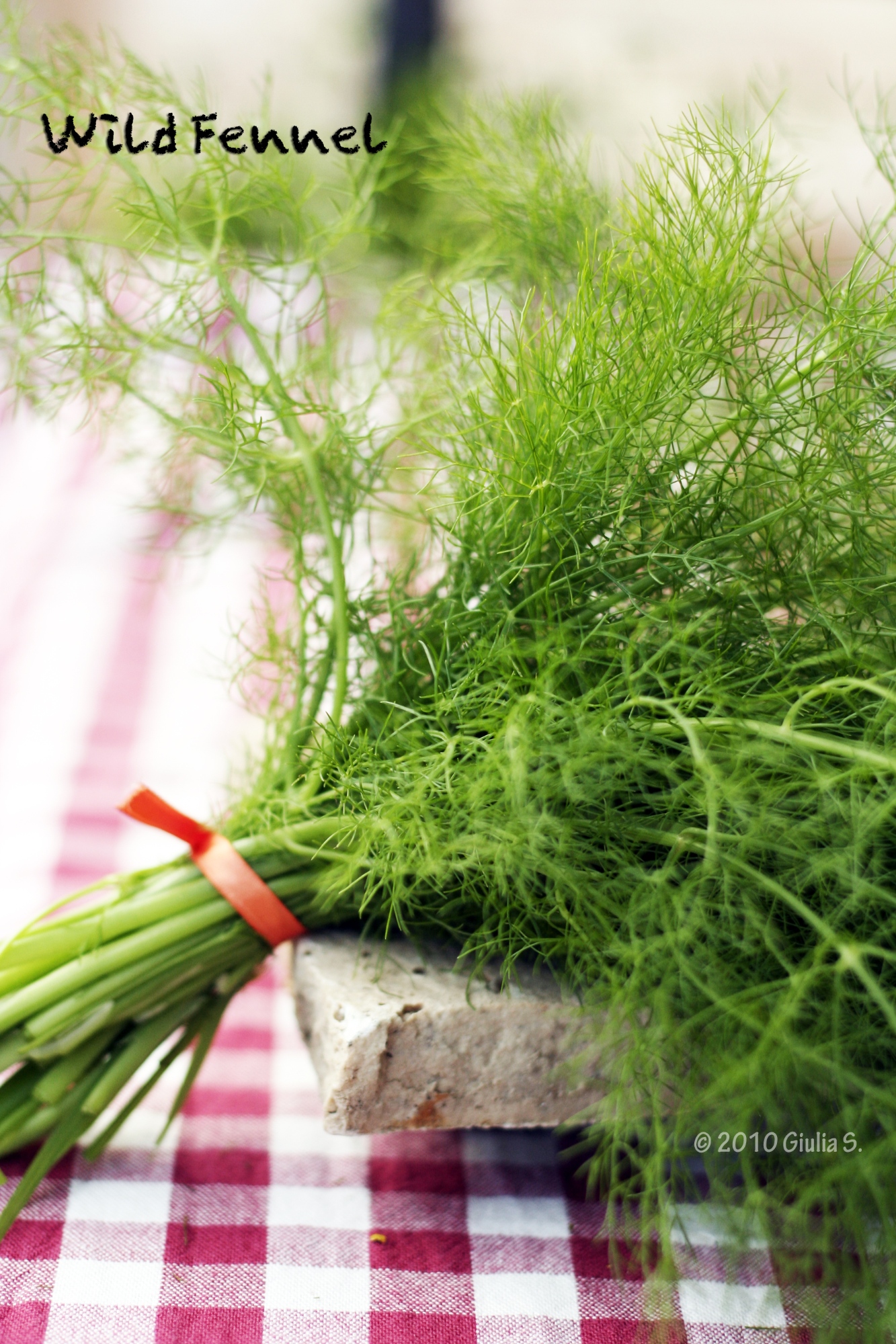 Wild Fennel