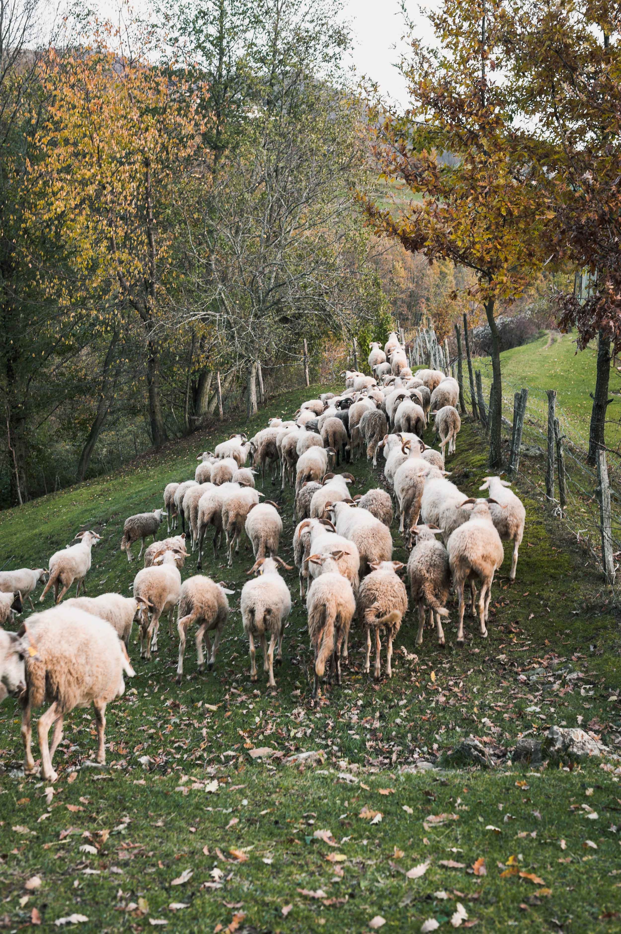 Zerasca breed of sheep