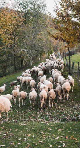 Zerasca breed of sheep